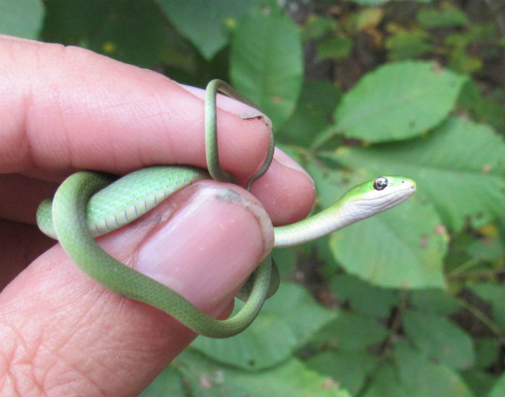 Rough Green Snake